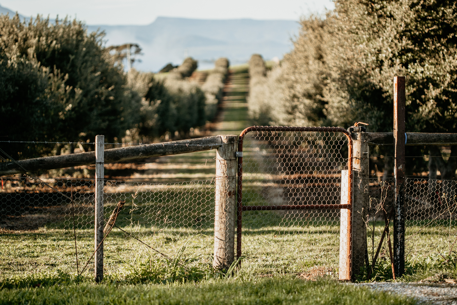 Truffle tour and tasting with TasTruffles