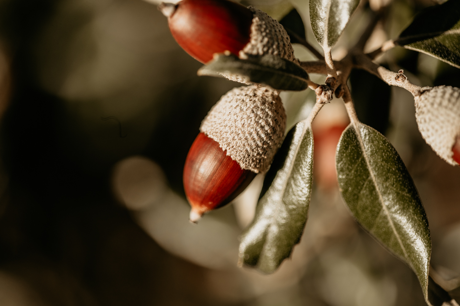 Private group truffle hunt with TasTruffles