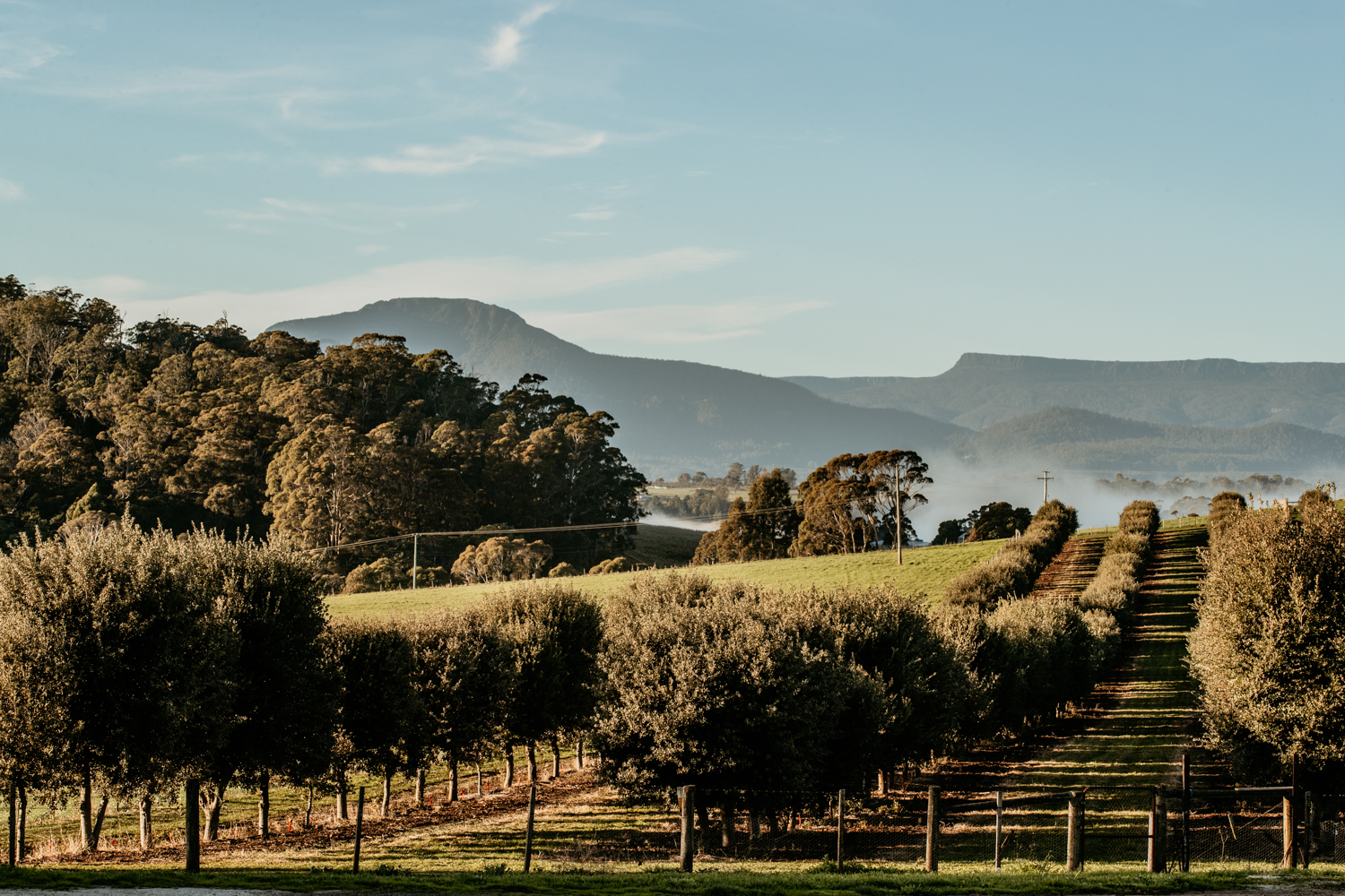 Truffle tour and tasting with TasTruffles