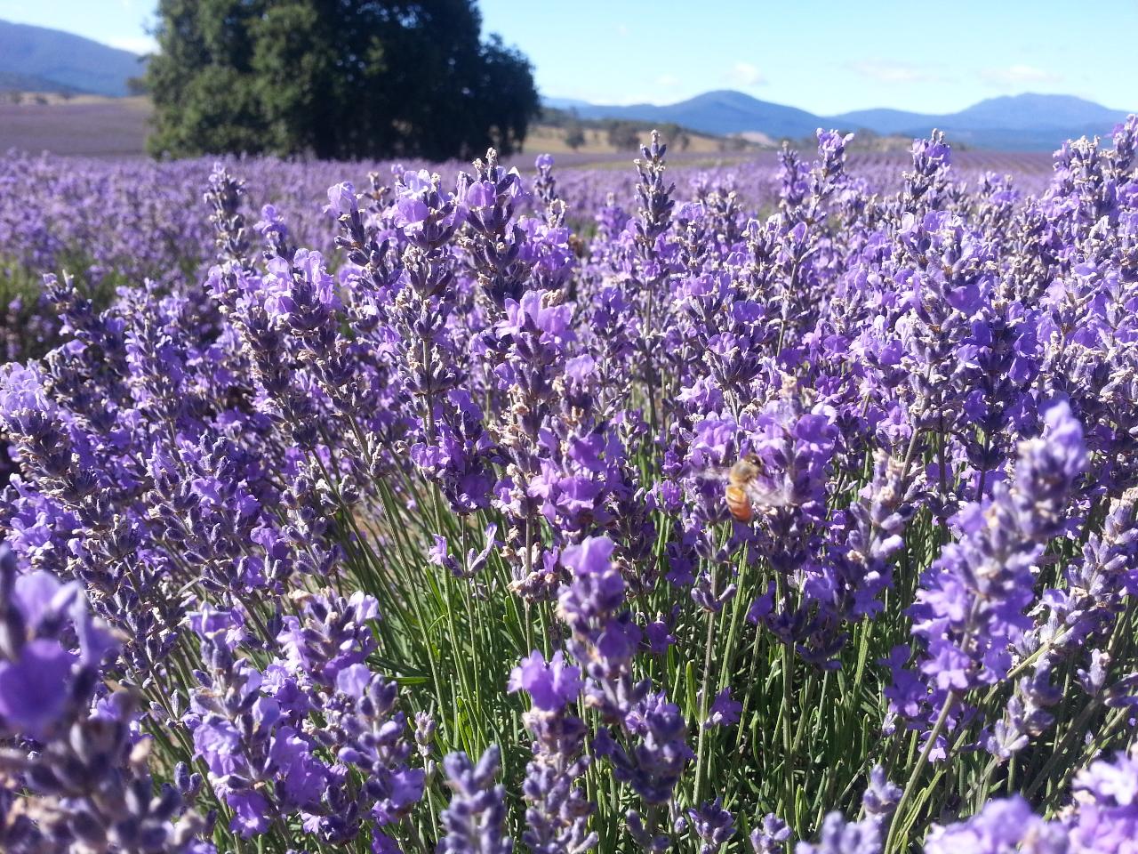 Bridestowe Lavender Farm shuttle