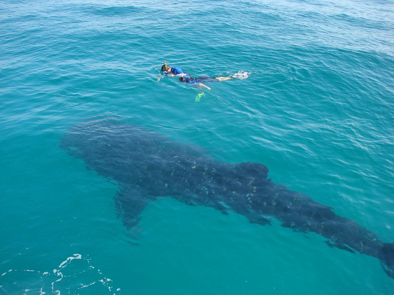 Whale Shark Tour VIP Holbox Reservations
