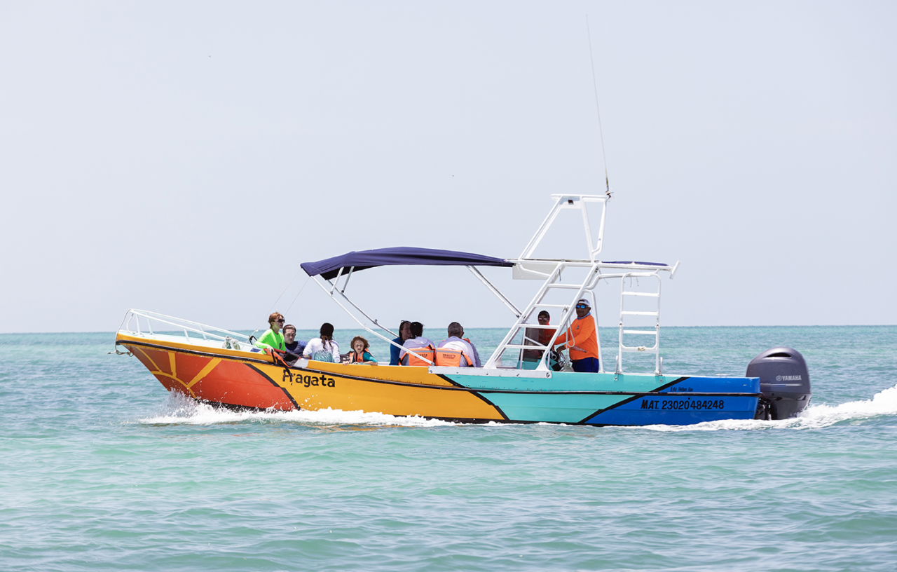VIP Whale Shark Tour - Private- French