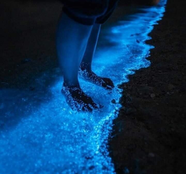 Bioluminescence