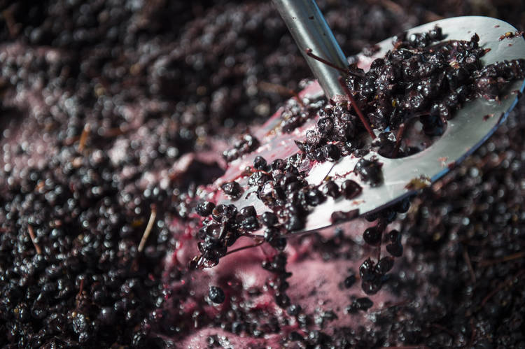 Harvest Grape Plunging