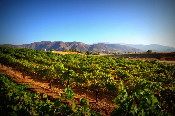 FULL-DAY TEMECULA WINE TOUR - PRIVATE TOUR