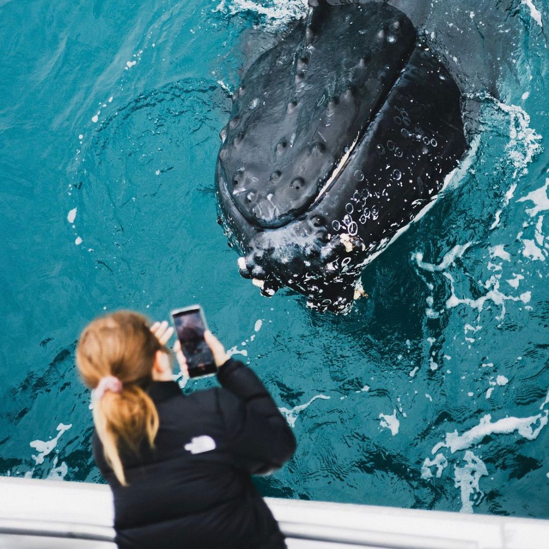 Afternoon Whale Watch Cruise