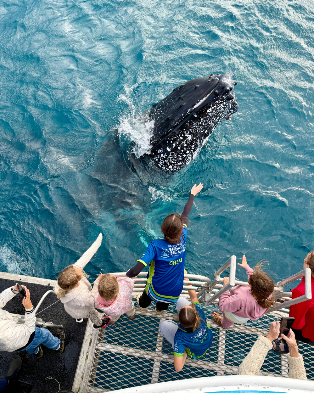 Morning Whale Watch Cruise 