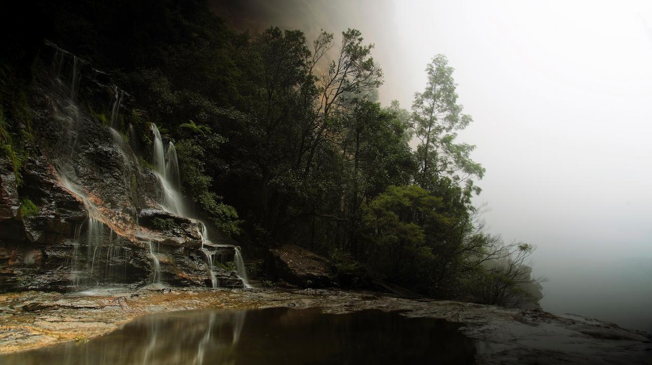 Bush Tucker walk - Blue Mountains