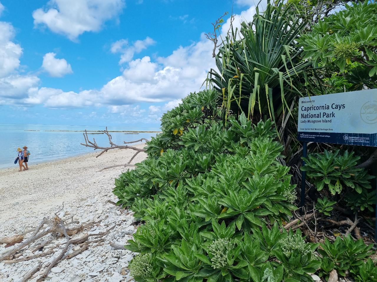 DEPARTING Lady Musgrave Island Camping Transfers 