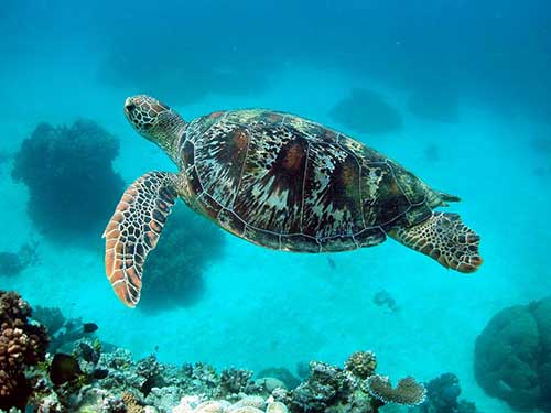 Lady Musgrave Island