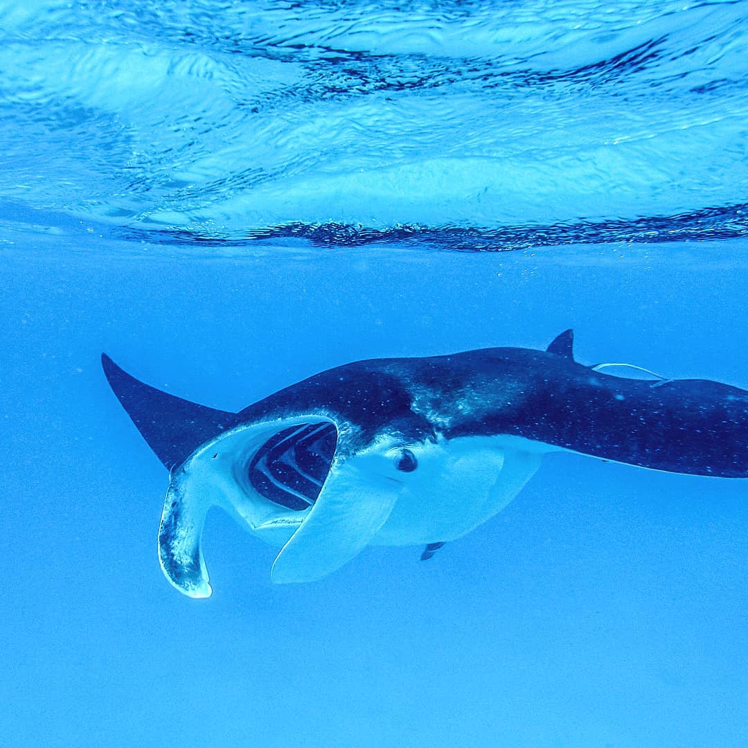 Day Tour to Lady Musgrave Island - (26/27)
