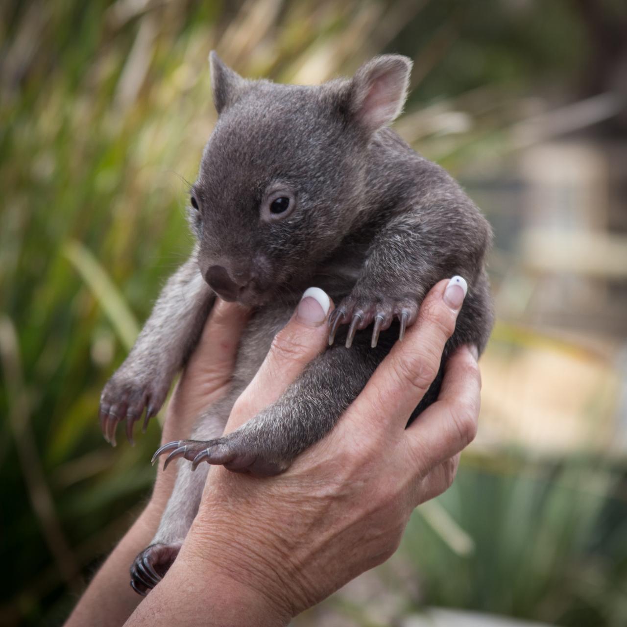 Mt Wellington, Richmond & Bonorong Wildlife Park COMBO tour