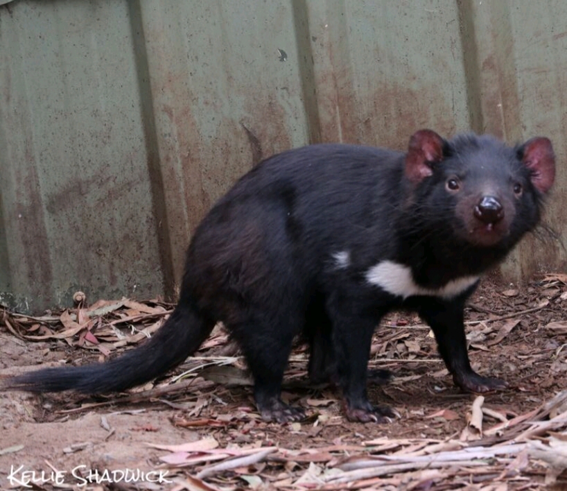 Bonorong Wildlife Park Tour