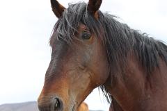All day tour - See the wild horses of southern Nevada and 2.5 hr hike Mary Jane Falls at Mount Charleston with lunch and professional photographs by the Las Vegas sign.