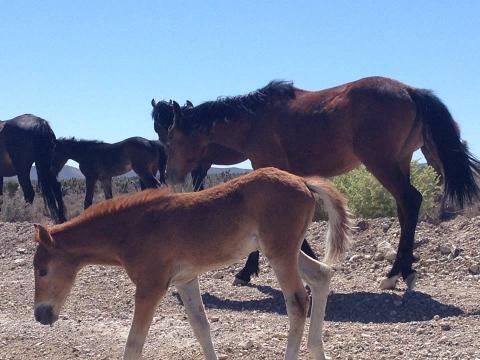 See the Wild Horses of Nevada