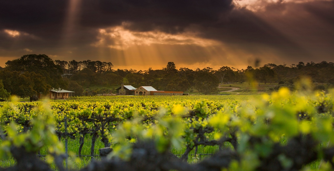 St Hugo Tour Group Premium Tasting Experience (Private Group Experience)