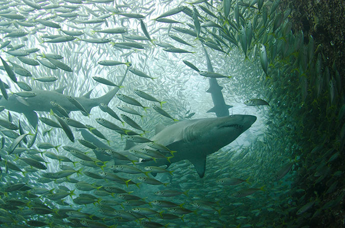 Dive Nelson Bay 11th to 12th May 2019