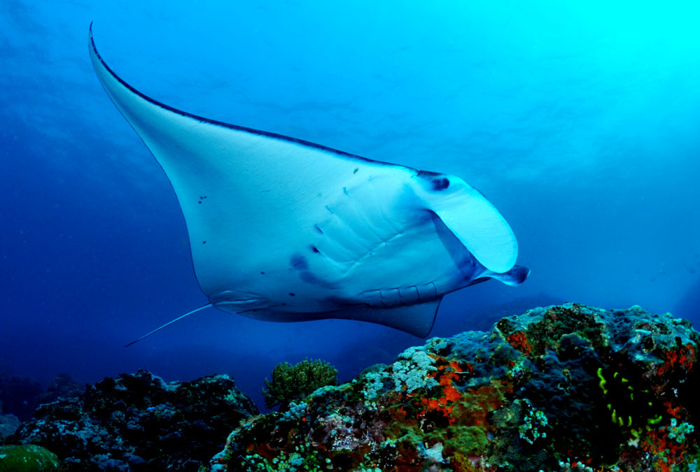 Canberra Day long-weekend Escape! - Dive Tweed Heads