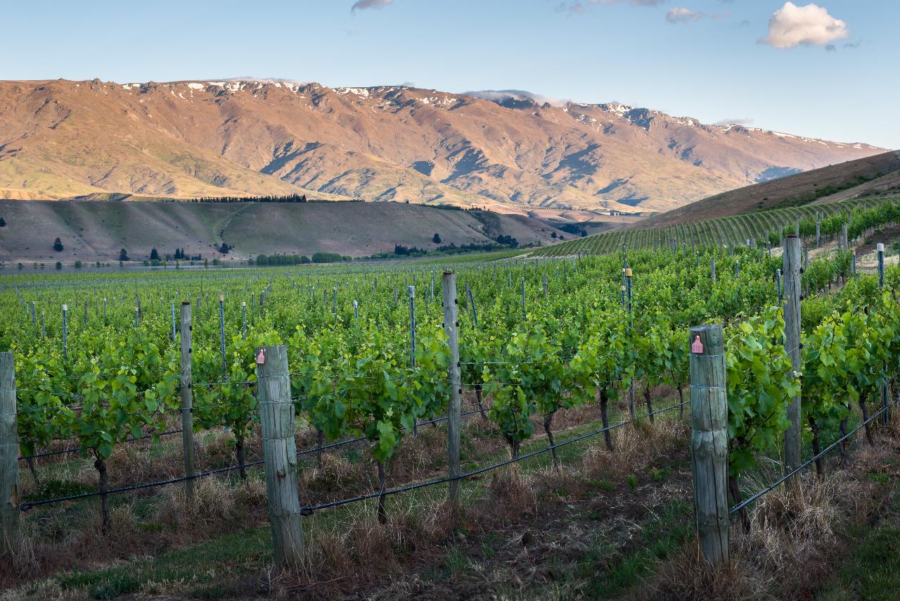 Vineyard Tour by car (Central Otago)