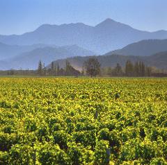 Cloudy Bay Virtual Wine Tasting