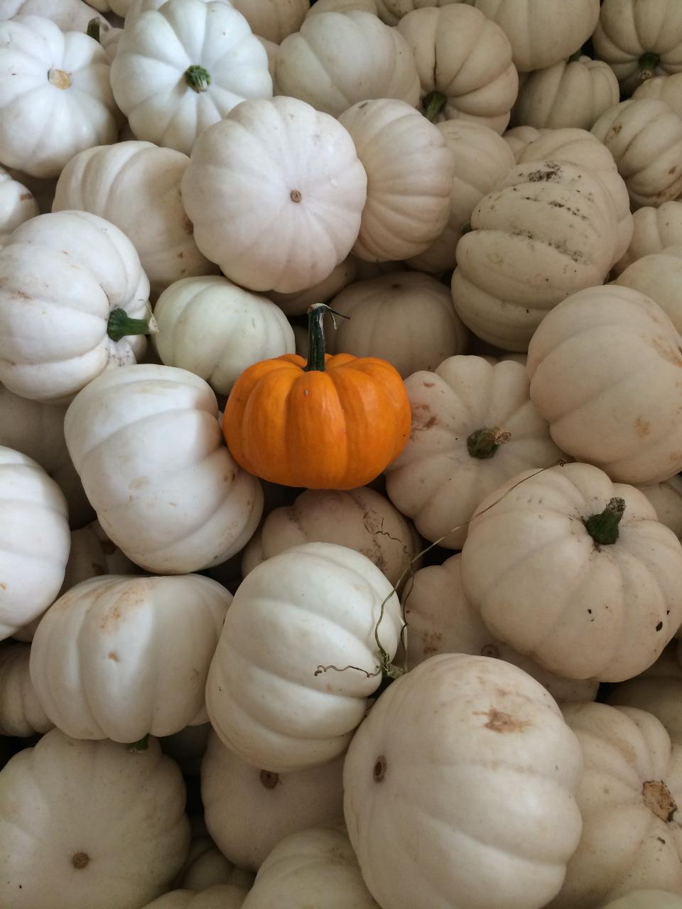 Field Trip - Fall Pumpkins