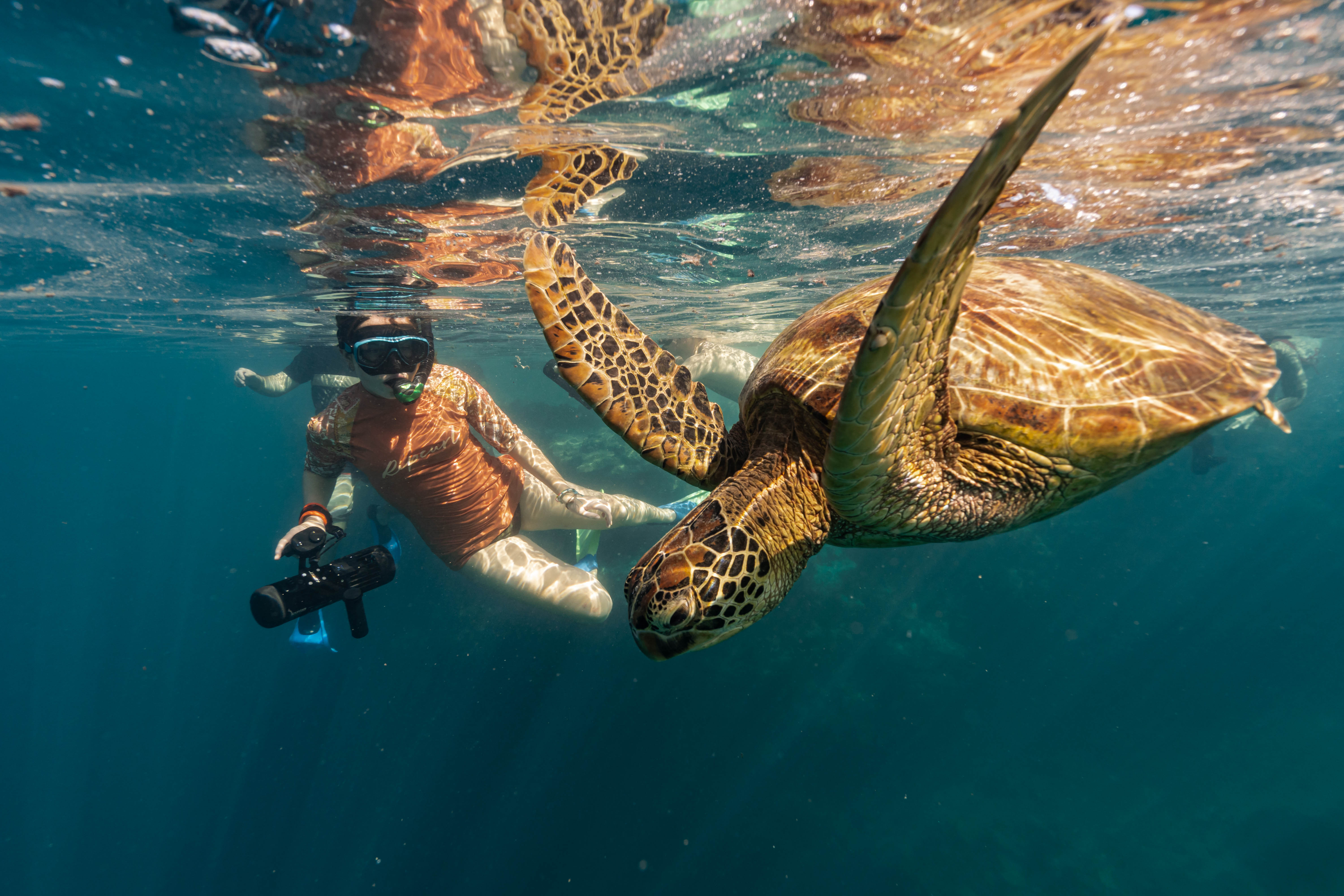Premium Sea Scooter Turtle Adventure - Ariki Adventures Reservations