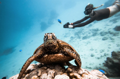 Premium Sea Scooter Turtle Adventure