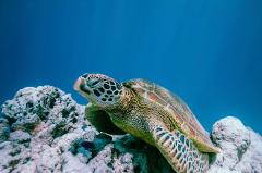 Onu Free Swim Adventure