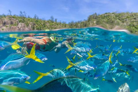 Snorkelling_Fish_141301_19_Tourism_and_Events_Queensland_web