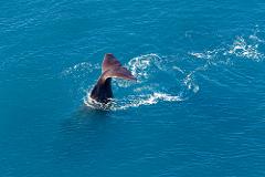 Kaikōura Whale Watching by Helicopter from Wellington