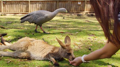 Morning at Bonorong Tasmania Australia