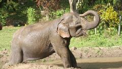 HD Thai Elephant Care Center AM