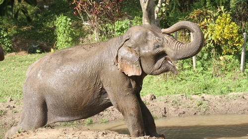 HD Thai Elephant Care Center PM