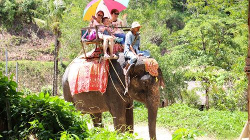 Island Safari Program B 5 IN 1 PM