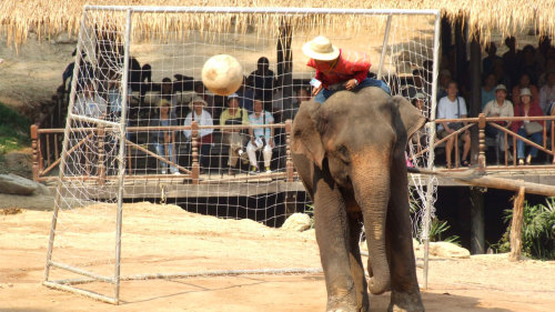 Elephants At Work Mae Sa Elephant Camp