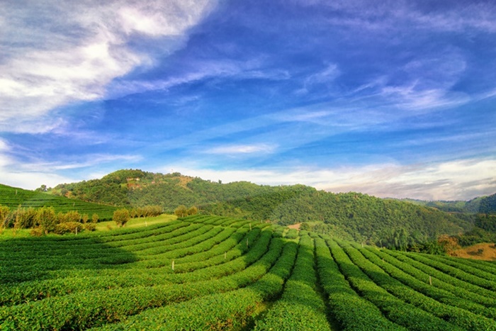 Doi Mae Salong Mountain & Padong Long-Neck Hill Tribe Tour - Tour East ...