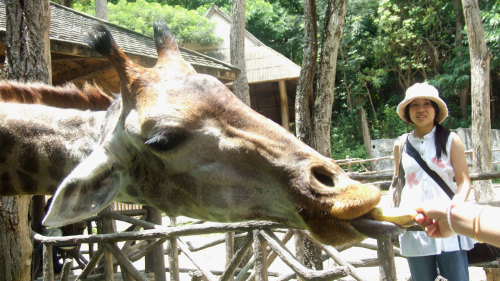 Chiang Mai Zoo Admission with Roundtrip Transfer - 13.30pm