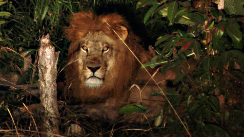 Chiang Mai Night Safari Tour