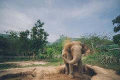 Elephant kingdom Koh Samui - Admission Ticket with hotel pick Up