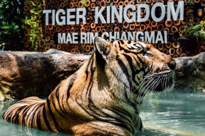 Tiger Kingdom & Long Neck Hilltribes