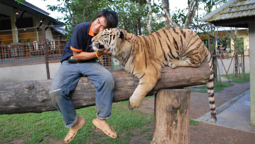 Tiger Kingdom & Long Neck Hilltribes
