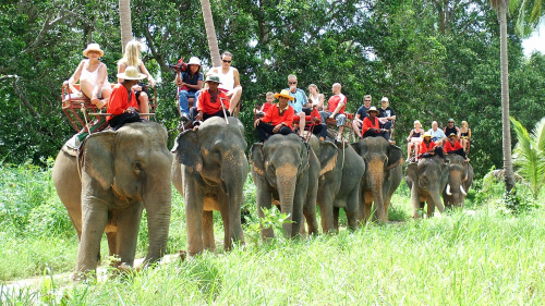 Elephant Trekking Morining 10AM