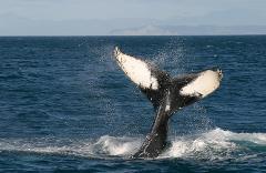Whale Watching and History Cruise