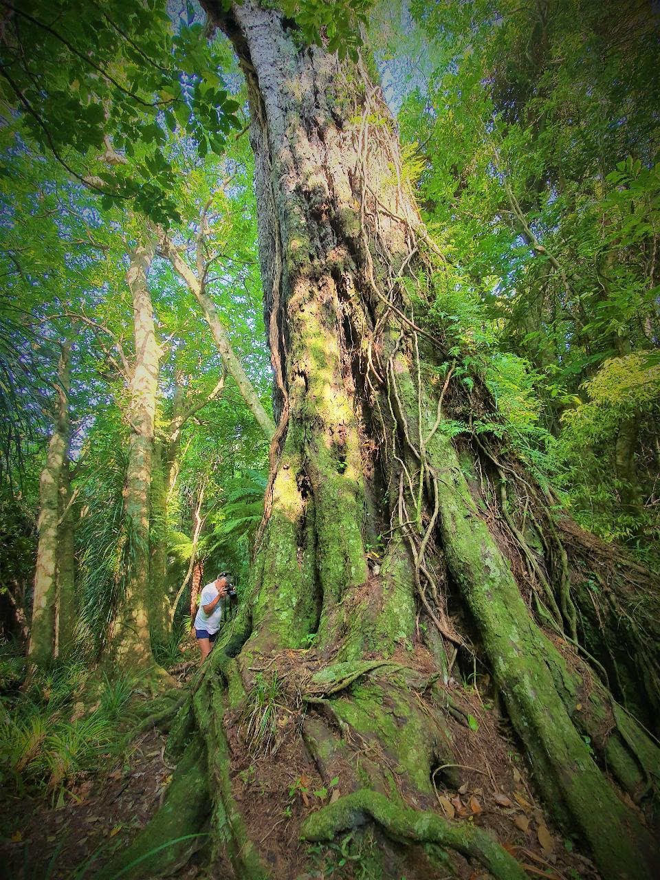 Queen Charlotte Track – Ultimate 1 Day Walk – Motuara Island and Kupes Trail