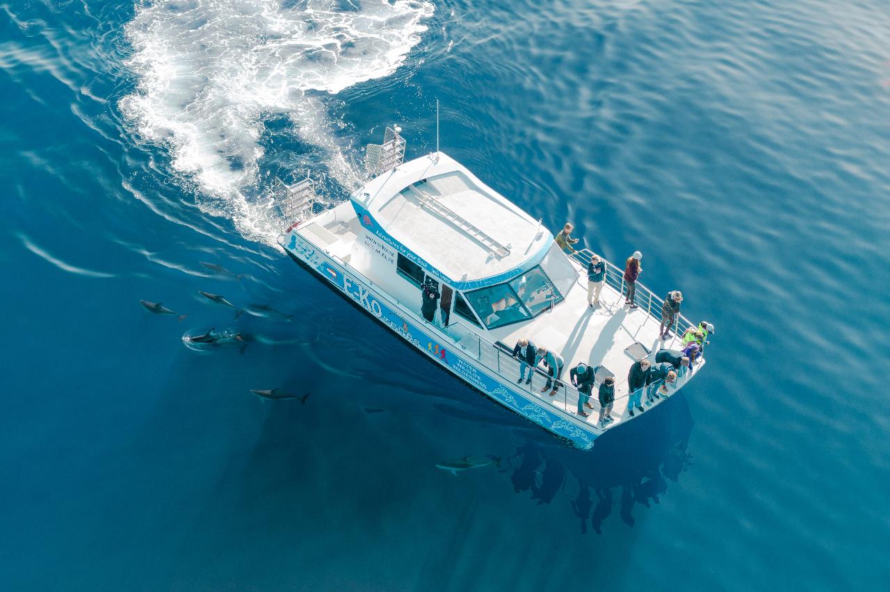 Private Charter Delphinus 