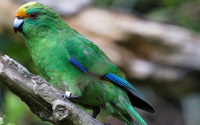 Bird Watchers Tour