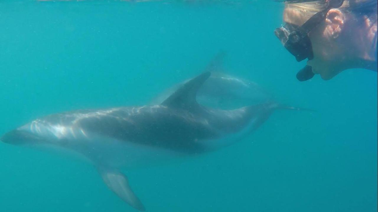 50% off of Dolphin Swim/ View
