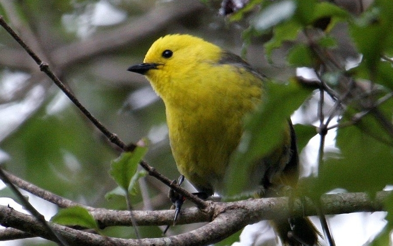 All Day Birdwatchers Experience to Blumine and Motuara Islands