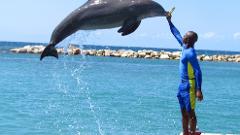 Dolphin Cove