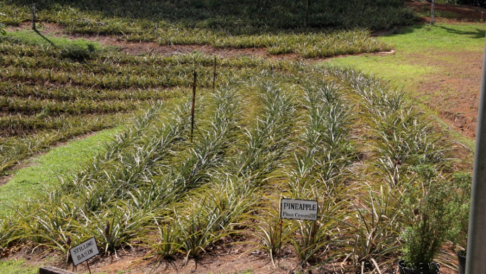 Croydon Plantation Tour A Coffee & Pineapple Plantation